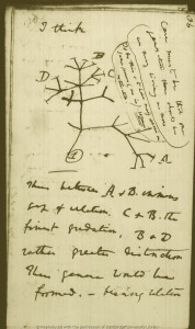 Darwin esquema evolutivo
